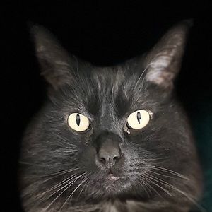 Meet your Posher, Mia